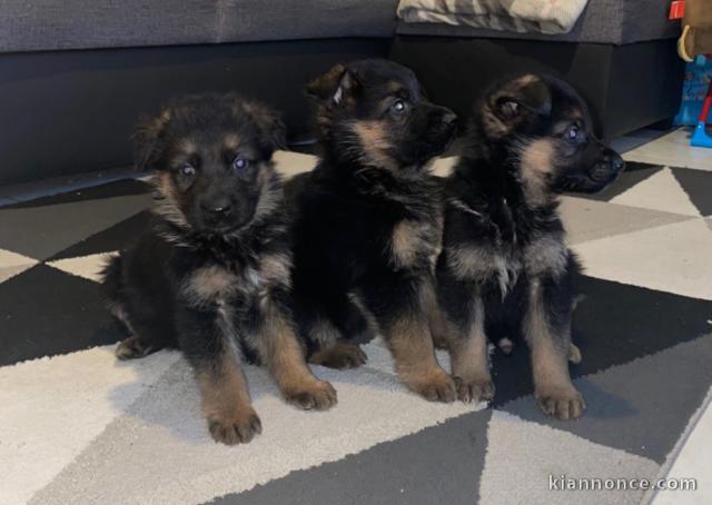 chiots berger allemand adorable