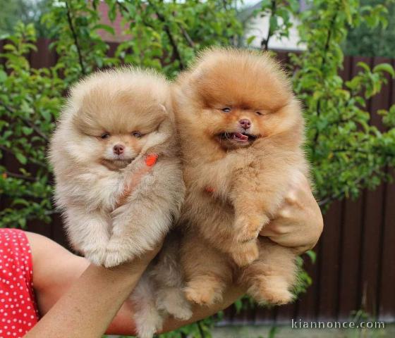 Magnifiques chiot spitz allemand 