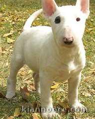 Bull terrier cherche 1 nouvelle famille d\