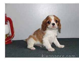 Donne chiot cavalier king charles