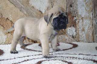 Adoption de mes chiots mastiff, 1 chiot restant