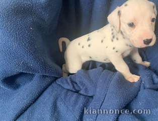 Chiot type dalmatien à donner