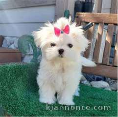 Adorable chiot bichon maltais femelle à donner