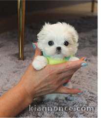 Chiot type bichon maltais femelle teacup à donner