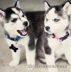 Donne ses magnifiques chiots husky contre soins