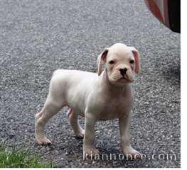 Très beau chiot boxer à donner