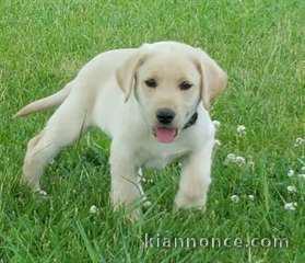 Très beau chiot labrador retriever à donner