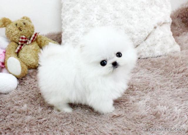 A donner teacup blanc, une belle boule de poil