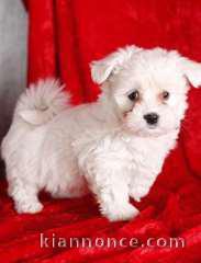 bichon maltais blanc à donner