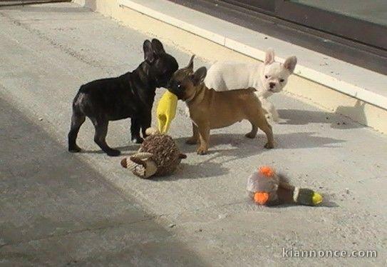 Adorables Chiots Bouledogue français