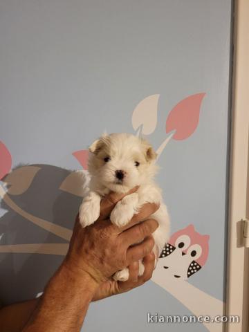 Chiots Type Bichon maltais LOF disponible de suite