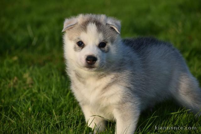 Adorables Chiots Siberian Husky