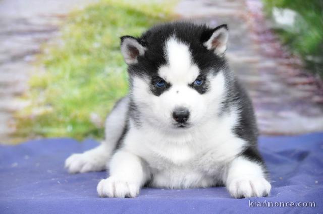 Adorables Chiots Siberian Husky