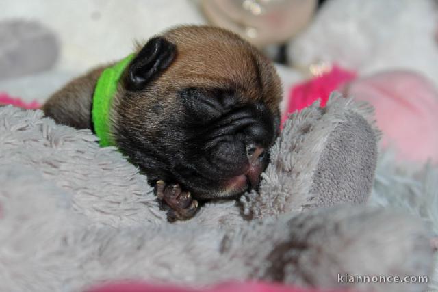 Chiots Bouledogue français