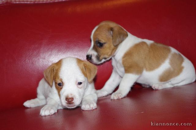 Chiots Parson Russell Terrier