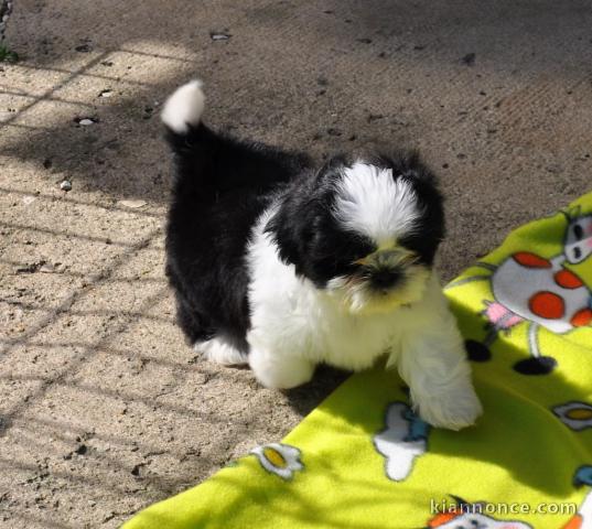 Chiot Shih Tzu femelle à donner