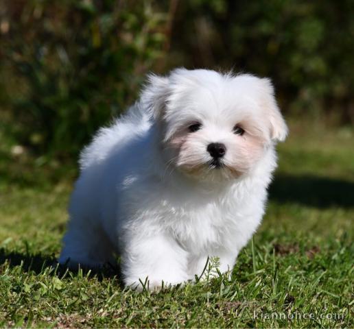  A DONNER Mini chiot type bichon maltais femelle