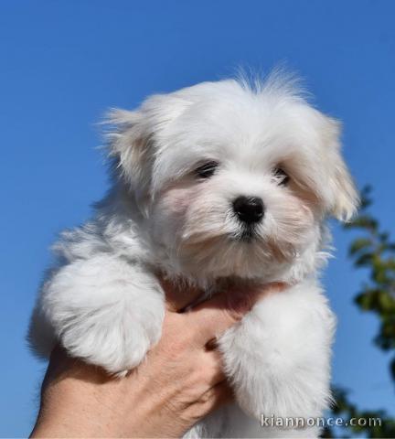  A DONNER Mini chiot type bichon maltais femelle