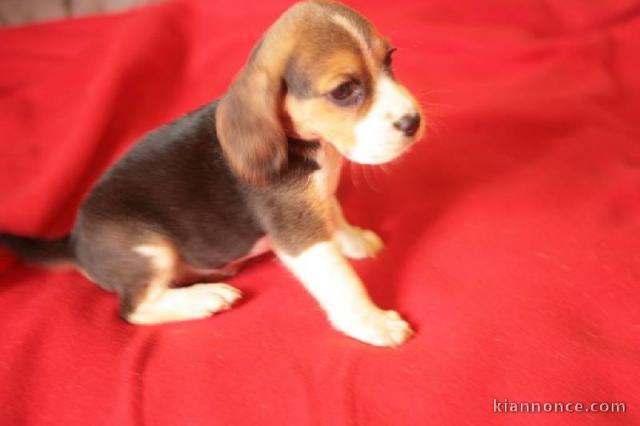 Magnifique chiot beagle femelle à donner