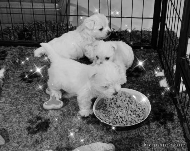 Chiots West Highland White Terrier