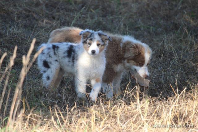 Chiots Berger Australien lof