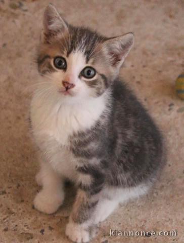 Chatons mâle et femelle disoponible