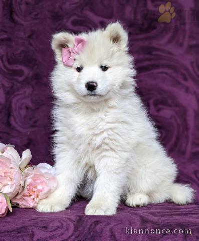 Femelle de couleur Blanche chiot Samoyède