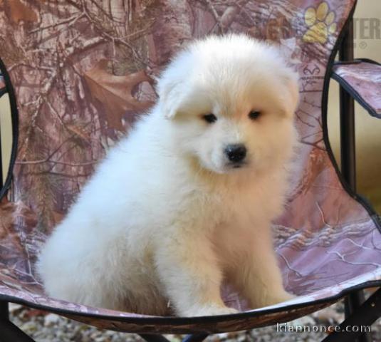 Adorable chiots samoyede LOF