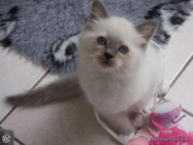 Magnifique chaton sacré de Birmanie mâle a donner