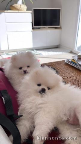 chiots spitz nain adorable