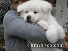 chiot Akita inu français lof a donner