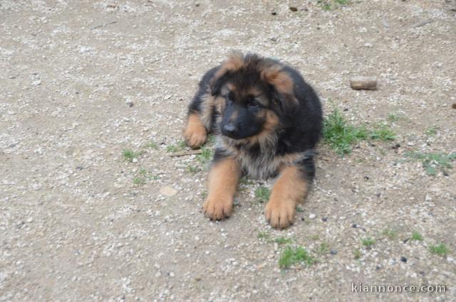 Donne chiot berger allemand femelle lof