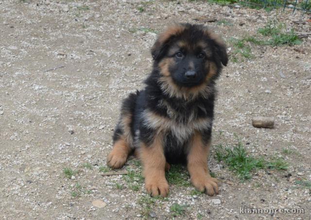 Chiot berger allemand femelle poil long lof