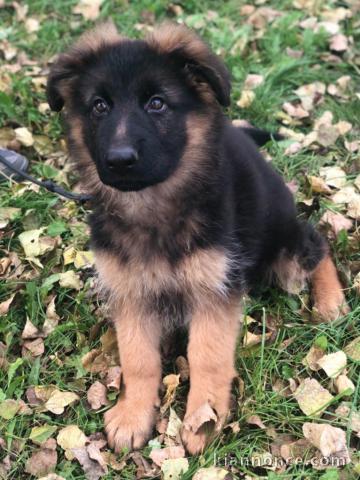 Chiot berger allemand femelle poil long lof