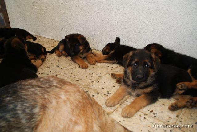 Chiot berger allemand femelle poil long lof