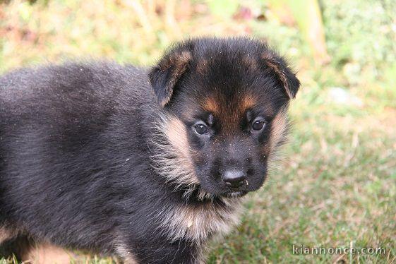 Chiot berger allemand femelle poil long lof