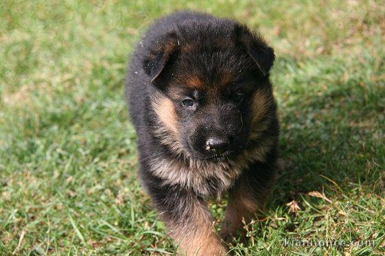 Chiot berger allemand femelle poil long lof