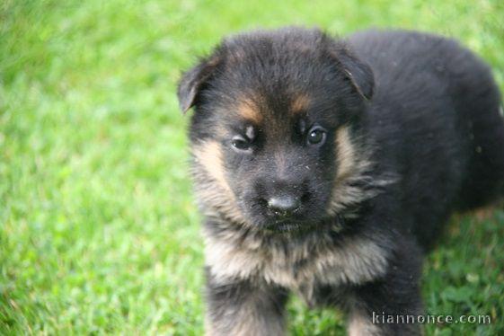 Chiot berger allemand femelle poil long lof