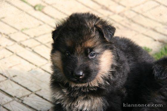 Chiot berger allemand femelle poil long lof