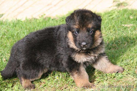 Chiot berger allemand femelle poil long lof