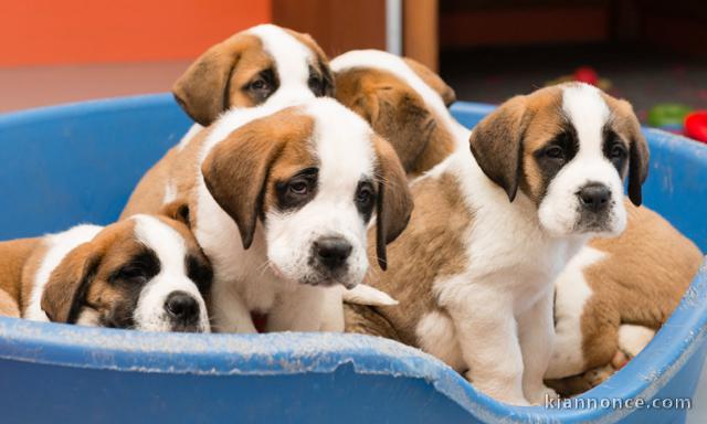 chiots saint bernard lof 