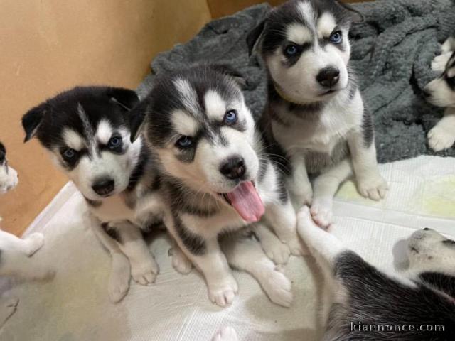 Chiot husky sibérien à donner contre de bon soin