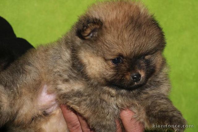 Chiots Spitz allemand dispo de suite 