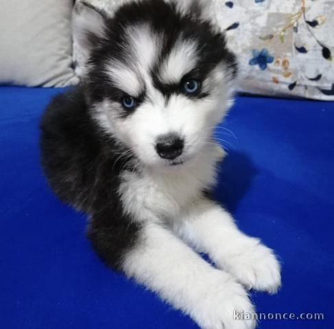 chiots husky siberien