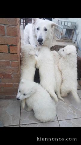 chiots berger blanc suisse