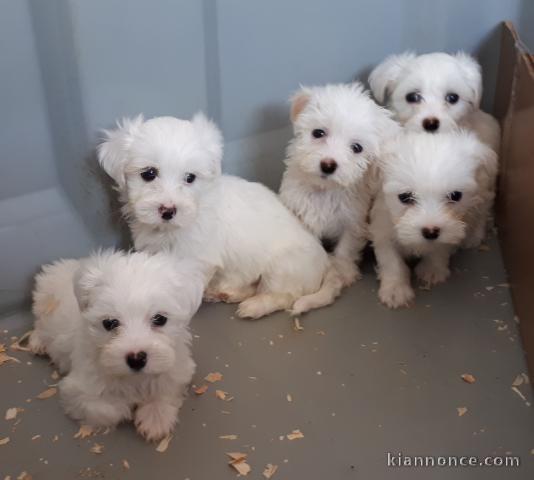 Bichon maltais disponible