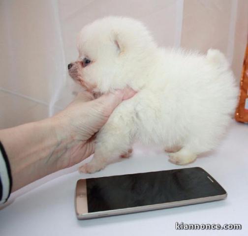 chiot type bichon maltais femelle (Marly)