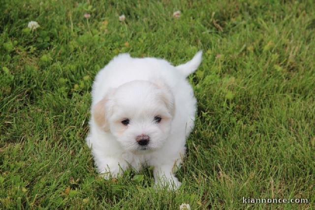 A donner chiot Coton de Tuléar Femelle( appelé blanche)