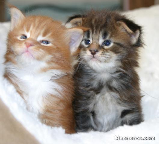 sublime chaton maine coon a donner contre bon coin