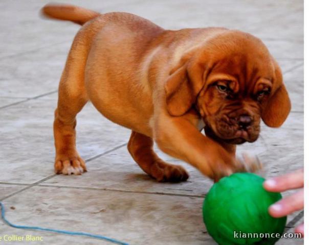 Je donne mon chiot rocksy Femelle